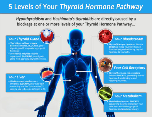 thyroid-hormone-pathway-infographic