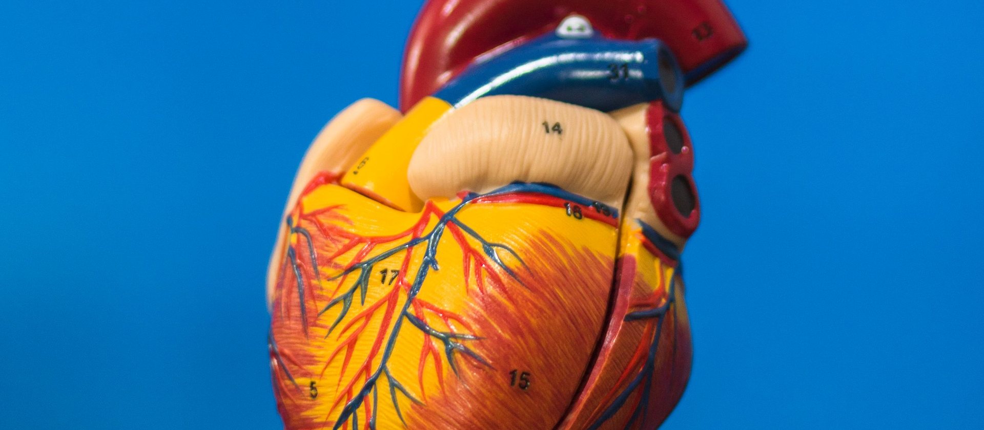 An anatomical model of the human heart against a blue background