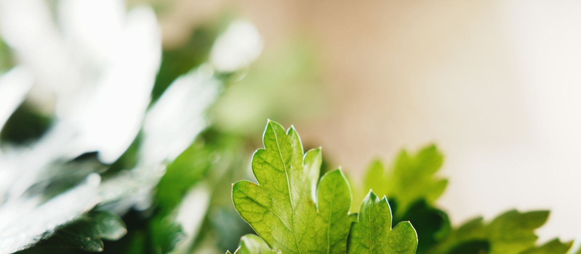 Fresh green coriander leaves in soft daylight