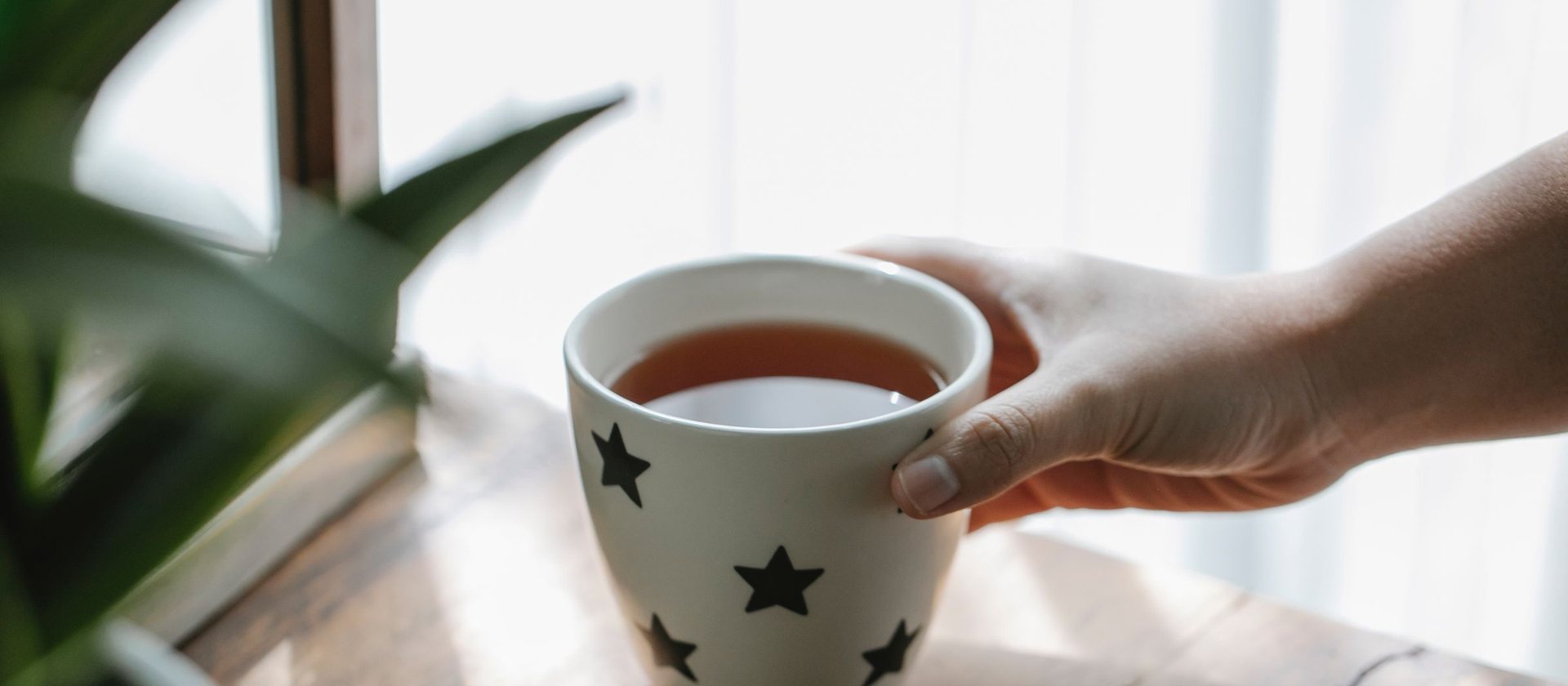 Hands cradling a cup of tea in soft window light beside a houseplant