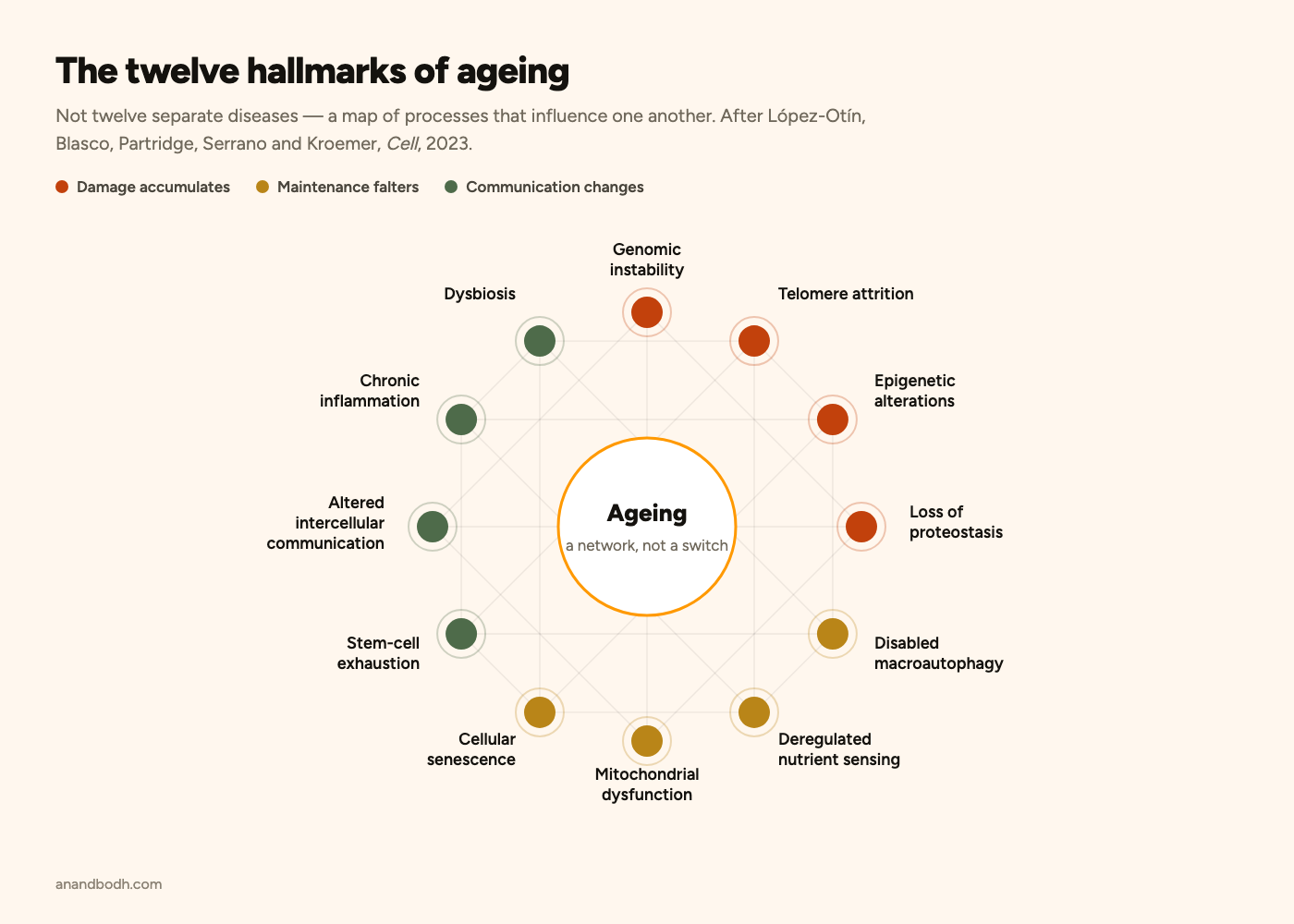 The twelve hallmarks of ageing, arranged as an interconnected circle