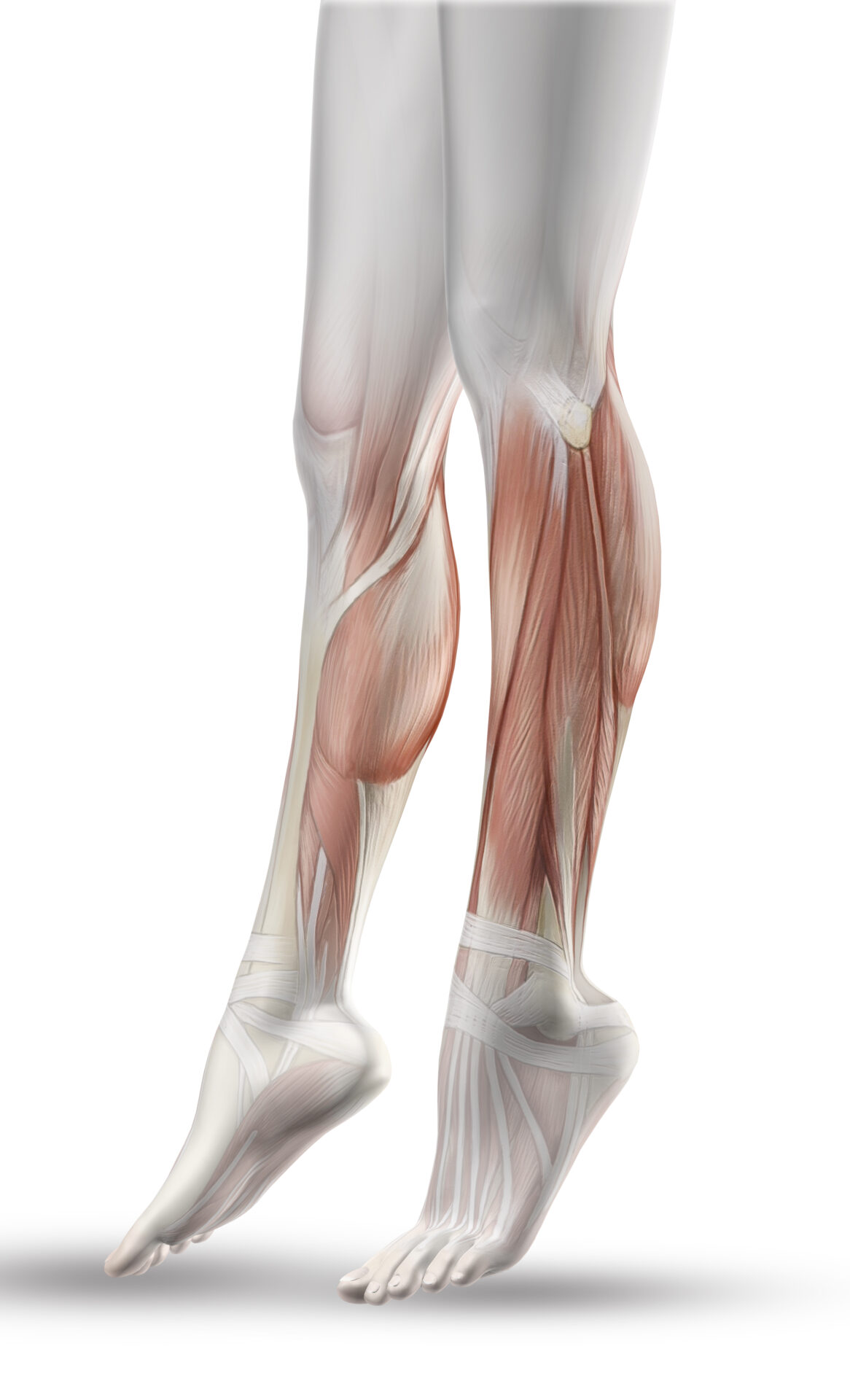 The Soleus : Your Quiet Powerhouse